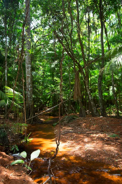 Hermosa Vista Del Río Vegetación Selva Soleada —  Fotos de Stock