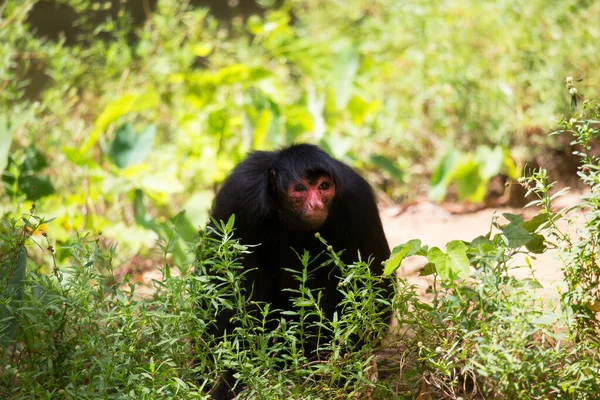 Macaco Aranha Cara Vermelha Ateles Paniscuscaught Habitat Natural — Fotografia de Stock