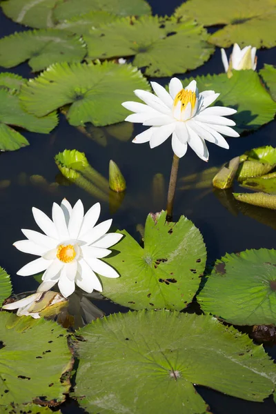 Belas Flores Lótus Branco Lagoa — Fotografia de Stock