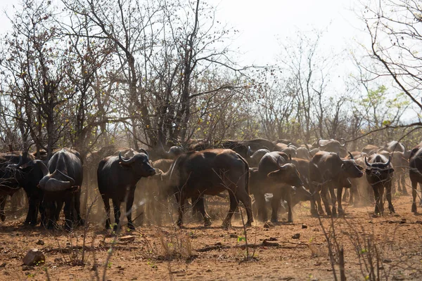 Manada Vacas Selvagens Savana — Fotografia de Stock