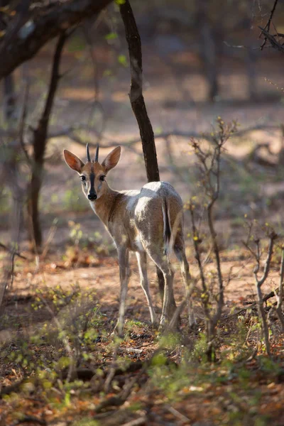 Duiker Commun Sylvicapra Grimmia Regardant Vers Arrière Travers Les Buissons — Photo