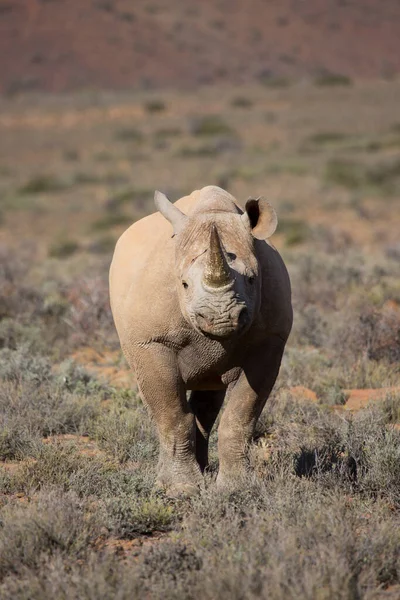 Rhinocéros Lèvres Crochues Noirs Diceros Bicornis Marchant Travers Les Broussailles — Photo