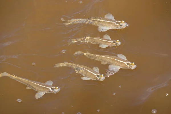 Poissons Flottant Dans Eau Boueuse Rivière — Photo