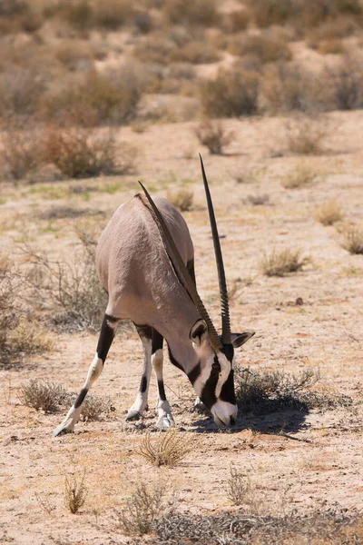 Manada Gemsbok Oryx Sul Africano Oryx Gazella Caminhando Pastando Grama — Fotografia de Stock