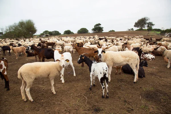 Ovelhas Pastando Fazenda — Fotografia de Stock