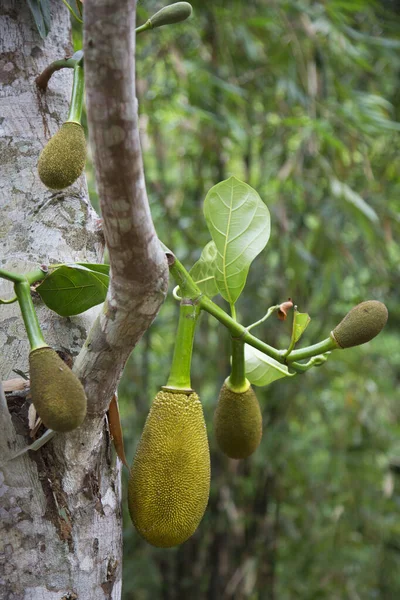 Durian Fruitteelt Boom Met Groene Bladeren — Stockfoto