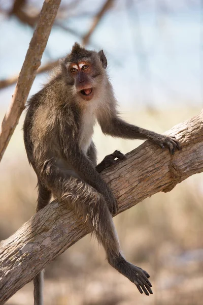 Καβουροφάγος Μακρύουρος Μακάκος Macaca Fascicularis Χαλαρός Παρατηρώντας Την Περιοχή — Φωτογραφία Αρχείου