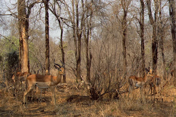 Herde Der Gemeinen Impala Aepyceros Melampus Wandert Und Weidet Mit — Stockfoto