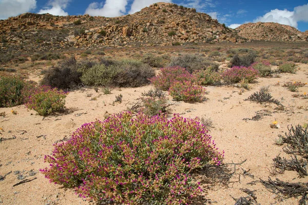 Όμορφη Θέα Του Τοπίου Της Ερήμου — Φωτογραφία Αρχείου