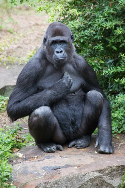 Gorilla Zoo — Stock Photo, Image