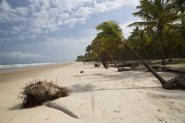 Palmiye ağaçları olan güzel tropikal plaj