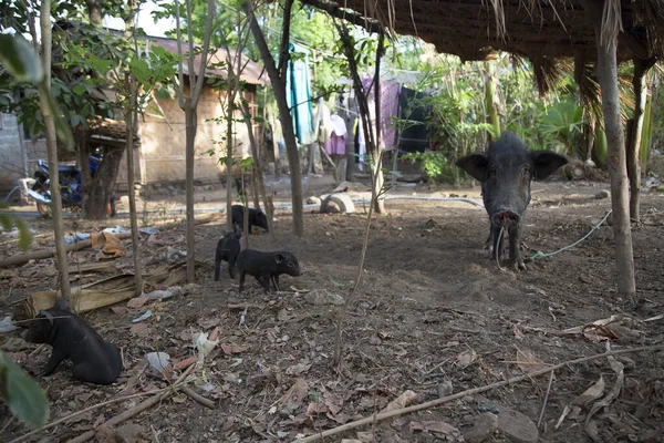 Black Pigs Garden — Fotografia de Stock