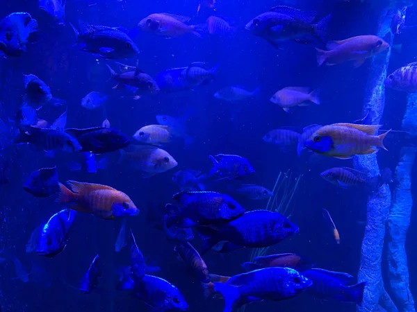 Vue Sous Marine Beaux Poissons Dans Aquarium — Photo