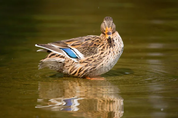 Canard Colvert Sauvage Anas Platyrhynchos Femelle — Photo