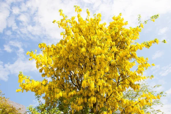 Yellow Flowers Background Blue Sky — Stock Photo, Image