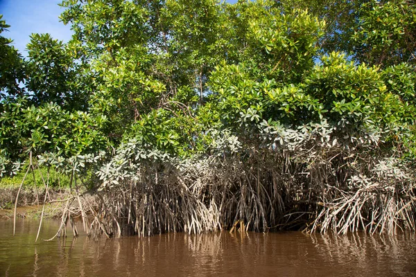 mangrove tree roots on high feet standing on the banks of a tropical river