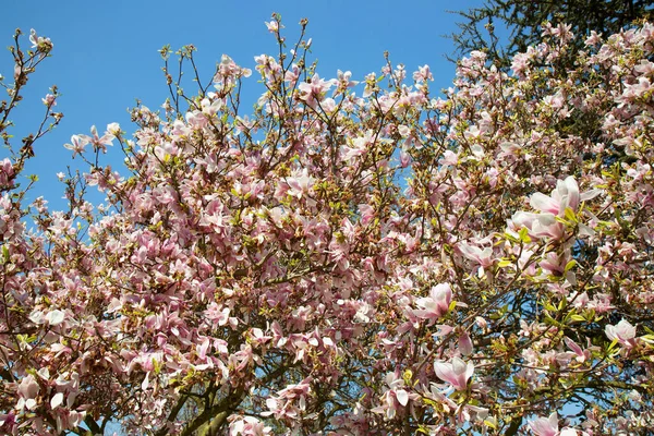Άνθη Του Δέντρου Magnolia Πιατάκι Μανόλια Ένα Πάρκο Κήπο Πλήρη — Φωτογραφία Αρχείου