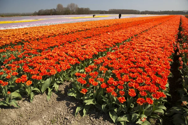 Bellissimi Tulipani Nel Campo — Foto Stock