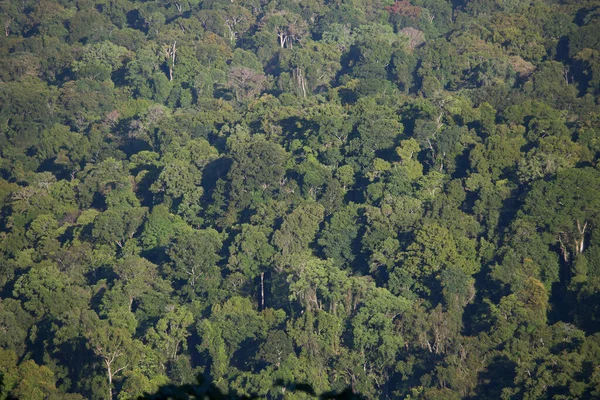 Luftaufnahme Des Tropischen Dschungels — Stockfoto