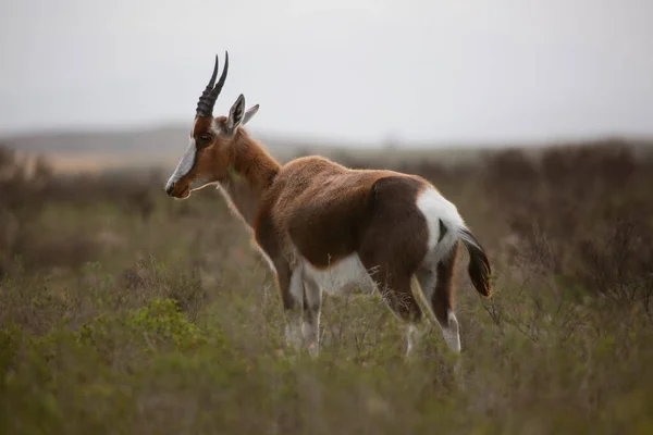 Група Антилопів Природі Національний Парк — стокове фото