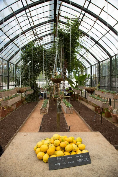 Serre Avec Une Variété Verts — Photo