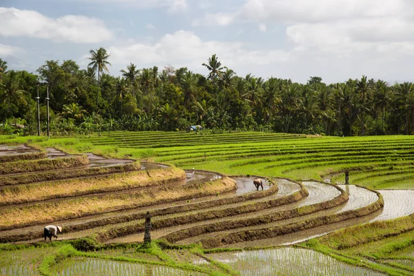 Terasta çalışan insanlar pirinç tarlaları, sawa 