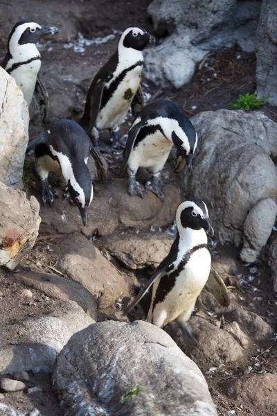 Promenader Och Resande Fot Afrikansk Eller Svartfotad Pingvin Spheniscus Demersus — Stockfoto