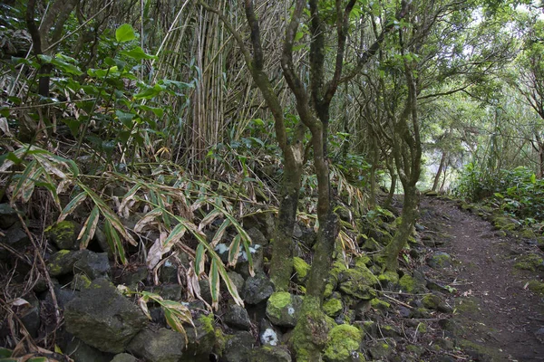 Lush Vegetation Tropical Jungle — Stock Photo, Image