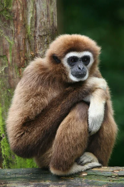 Eine Nahaufnahme Eines Niedlichen Gibbons — Stockfoto