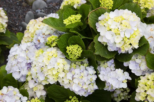 Vacker Hortensia Blommor Trädgården — Stockfoto