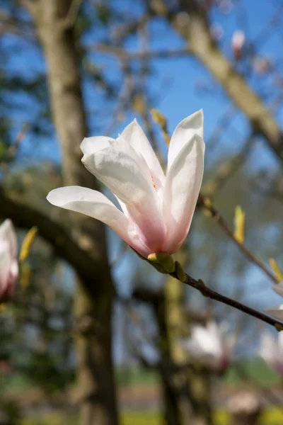 Belles Fleurs Magnolia Dans Jardin — Photo