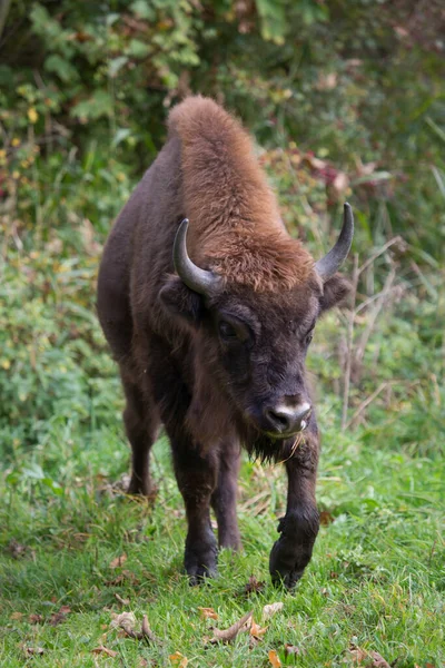 Bilge ya da Avrupalı bizon, bizon bonasus yeşil bir çayırda orman kenarında yürüyor.
