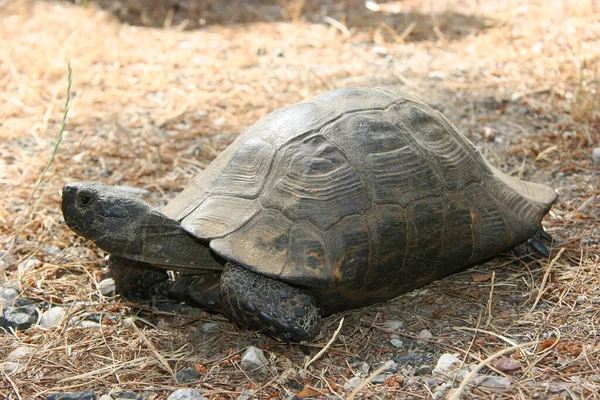 Tartaruga Comum Testudo Graeca Andando Redor Chão Floresta Deserto Mediterrâneo — Fotografia de Stock