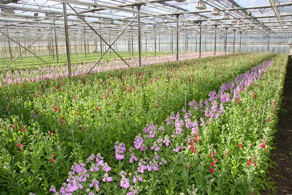 Hollanda 'daki sera manzarası 