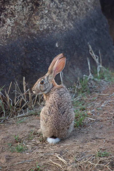 alerted Cape hare, Lepus capensis, listing for possible danger