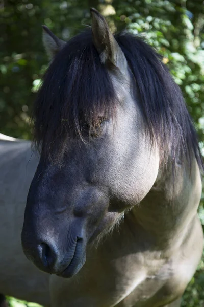 Closeup Shot Horse Farm — Stock Photo, Image