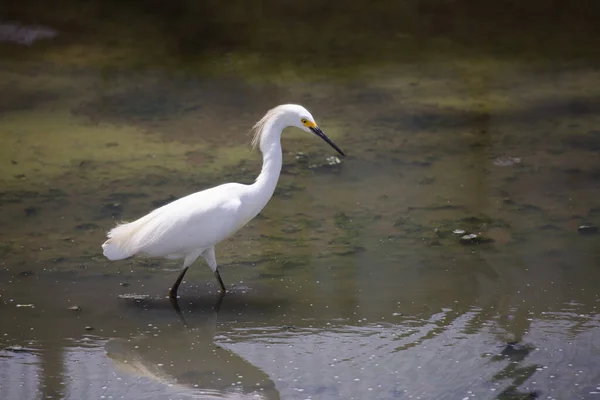 Silberreiher Wasser — Stockfoto