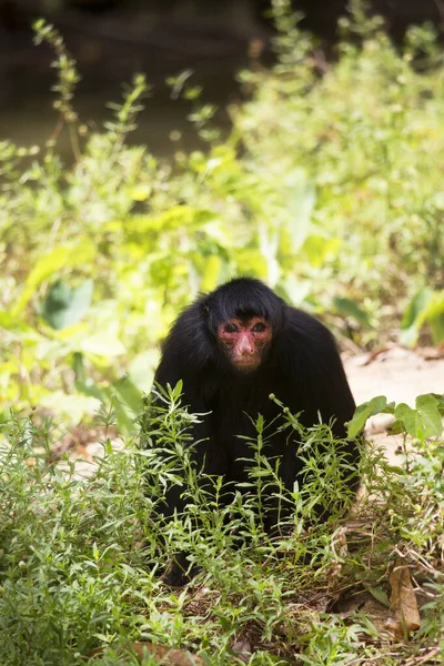 Macaco Aranha Cara Vermelha Ateles Paniscuscaught Habitat Natural — Fotografia de Stock