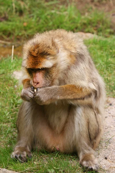 Χαριτωμένη Μαϊμού Άγριο Περιβάλλον — Φωτογραφία Αρχείου