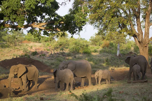 Grande Famille Éléphants Savane Africaine Marchant Partir Trou Eau Asséché — Photo