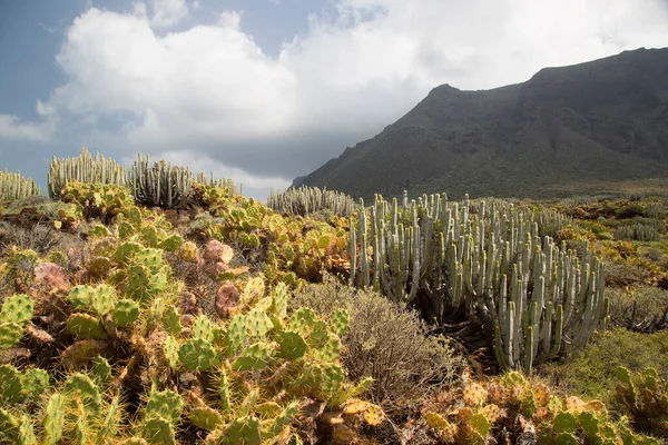 Kaktüslü volkan vadisi manzarası