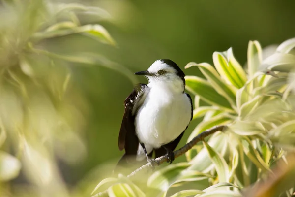 自然生息地に生息する一羽の熱帯鳥を — ストック写真