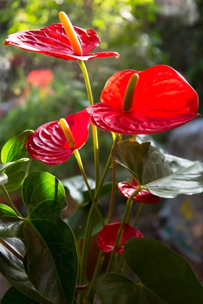 Planta Antúrio Vermelho Vaso Laceleaf Cauda Flamingo Flor — Fotografia de Stock