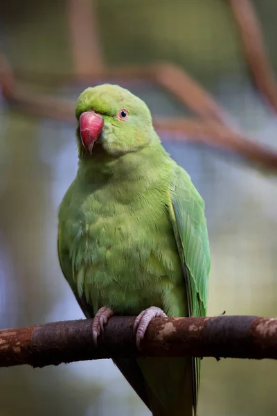 Primo Piano Bellissimo Uccello — Foto Stock