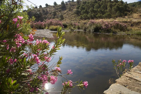Akdeniz bölgesinde küçük Oleander ağaçları