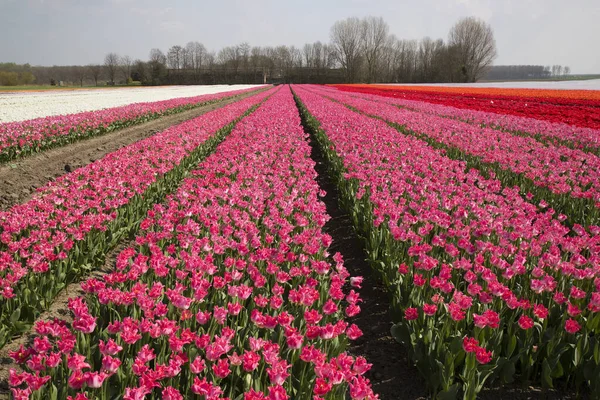 Schön Blühende Tulpen Auf Dem Feld — Stockfoto