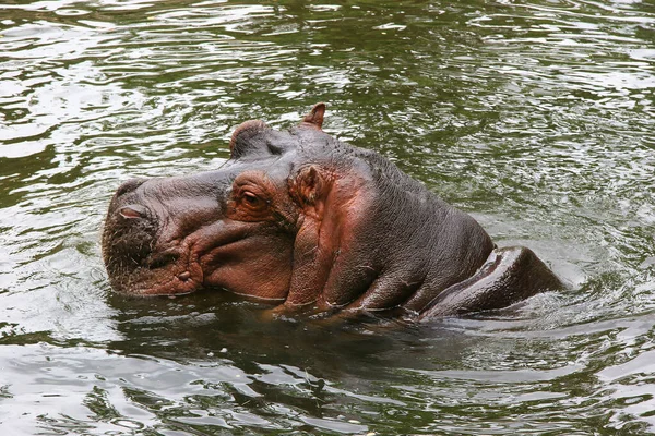 Hipopótamo Agua — Foto de Stock