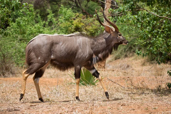 Uitzicht Wilde Antilope Savanne — Stockfoto