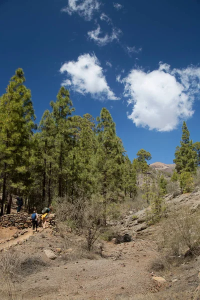 Dağlarda sırt çantalı tanınmayan turistler. Dağlarda sonbahar konsepti.