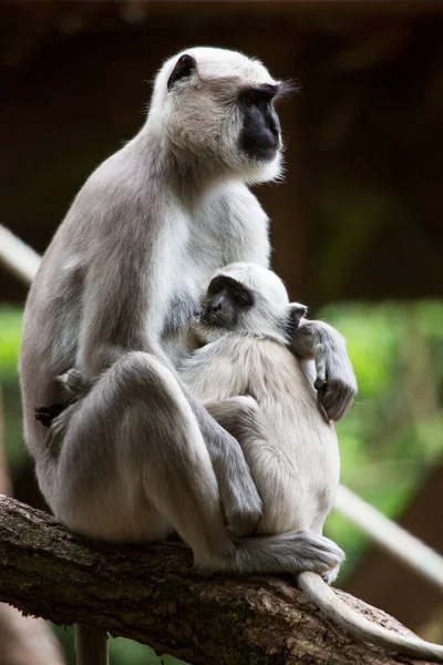 Close Macaco Bonito Cauda Branca — Fotografia de Stock